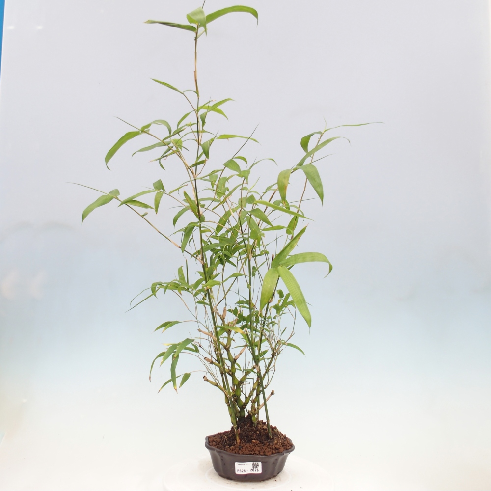 Zimmerbonsai - Bambus-Buddha-Bambus-Buddha-Bauch