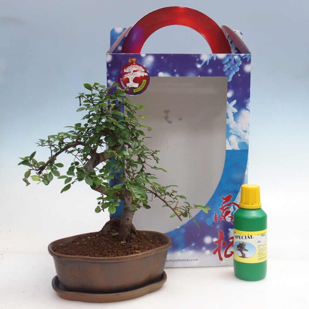 Ulmus parvifolia - Chinesische Ulme