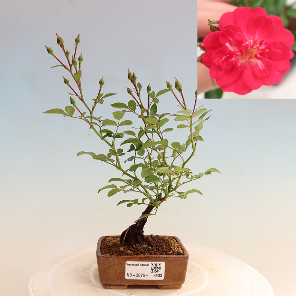 Bonsai für draußen - Rosa Kordes - Rose