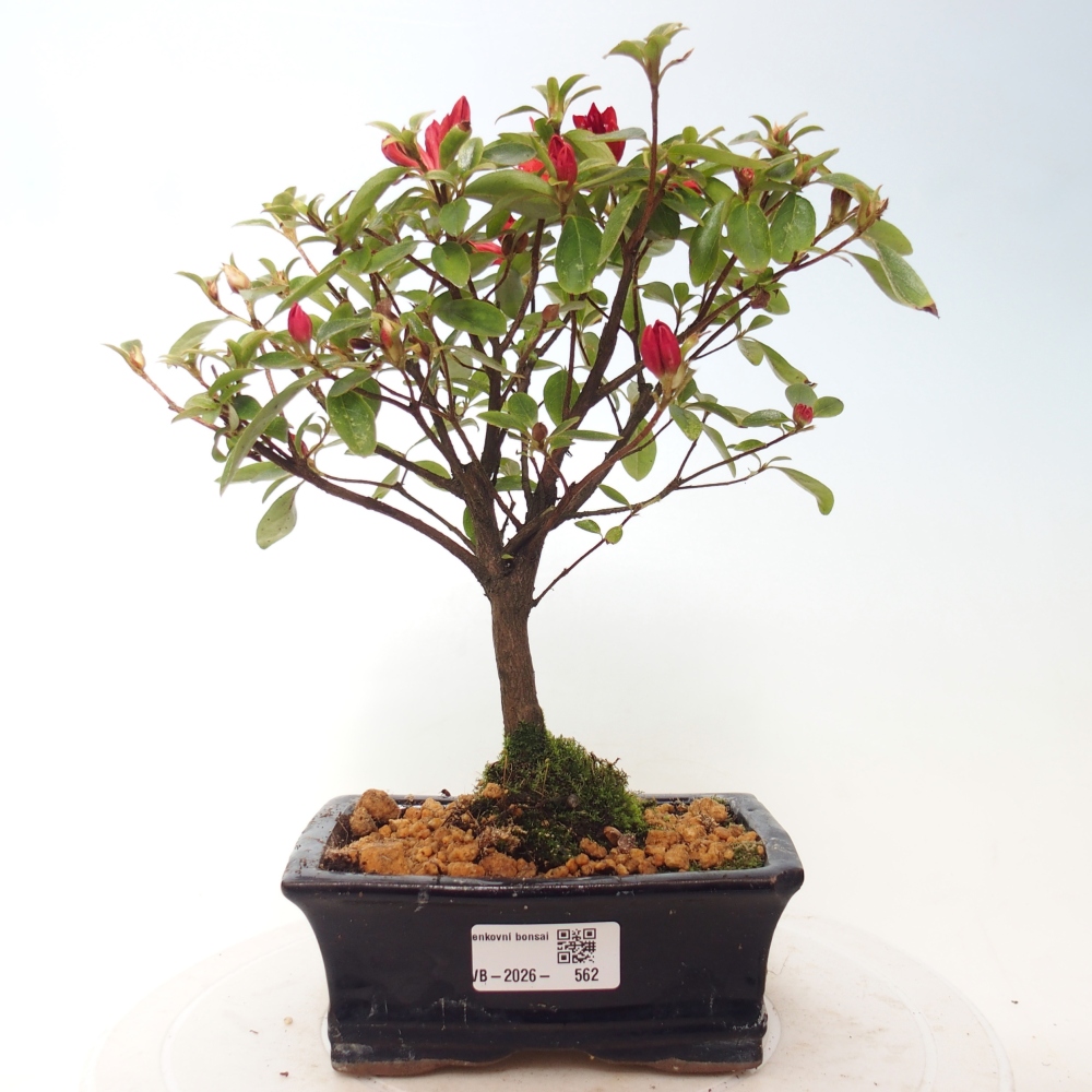 Bonsai für draußen - Japanische Azalee - Azalea sp.