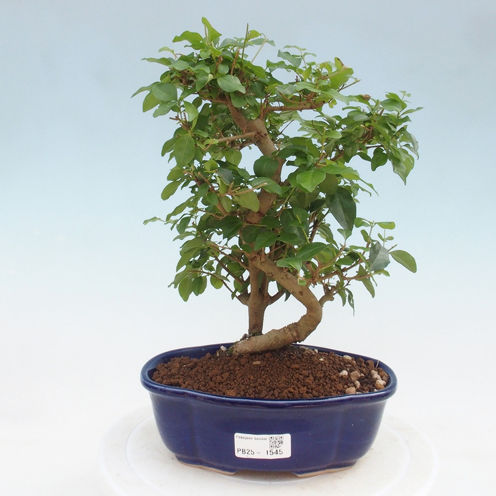 Indoor Bonsai -Ligustrum chinensis - Vogelschnabel