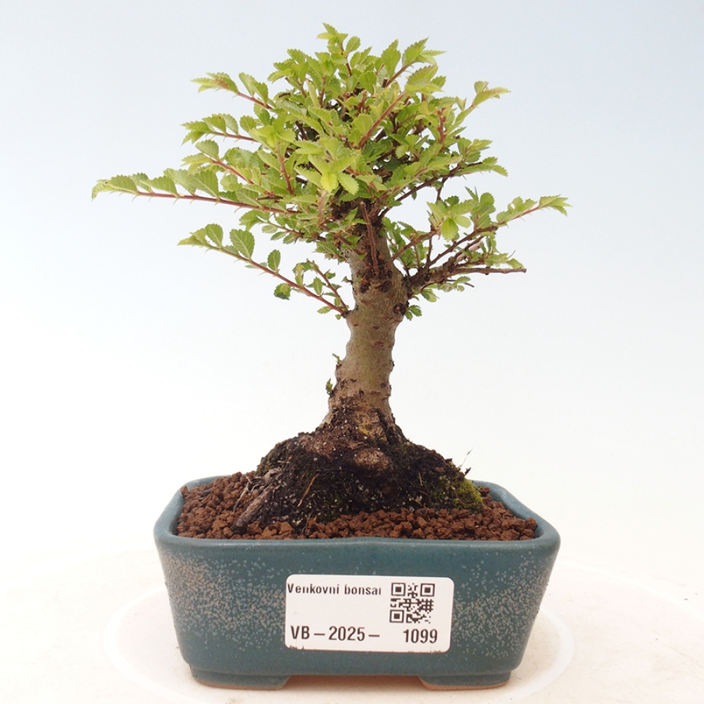 Bonsai im Freien - Ulmus parvifolia Sagei - Kleinblättrige Ulme