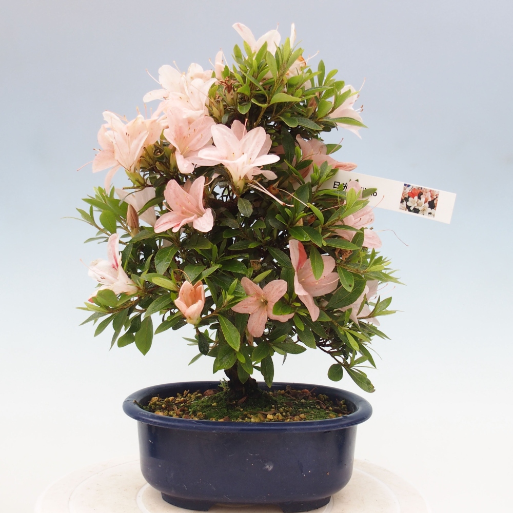 Bonsai im Freien - Japanische Azalee - Azalea Nikko