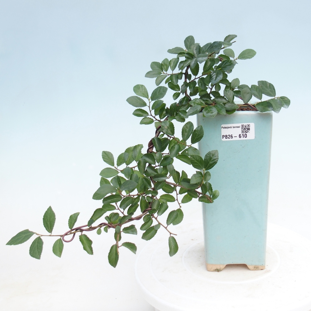 Zimmerbonsai - Grewia occidentalis - Lavendel Seestern