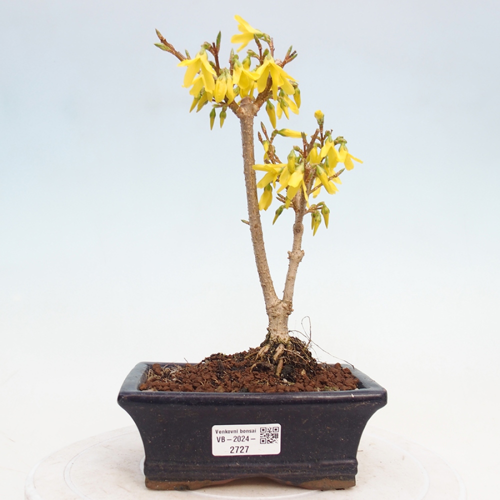 Bonsai im Freien - Forsythie - Forsythia intermedia 