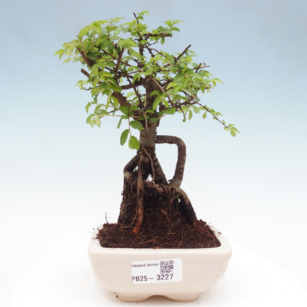 Zimmerbonsai - Ulmus parvifolia - Kleinblättrige Ulme