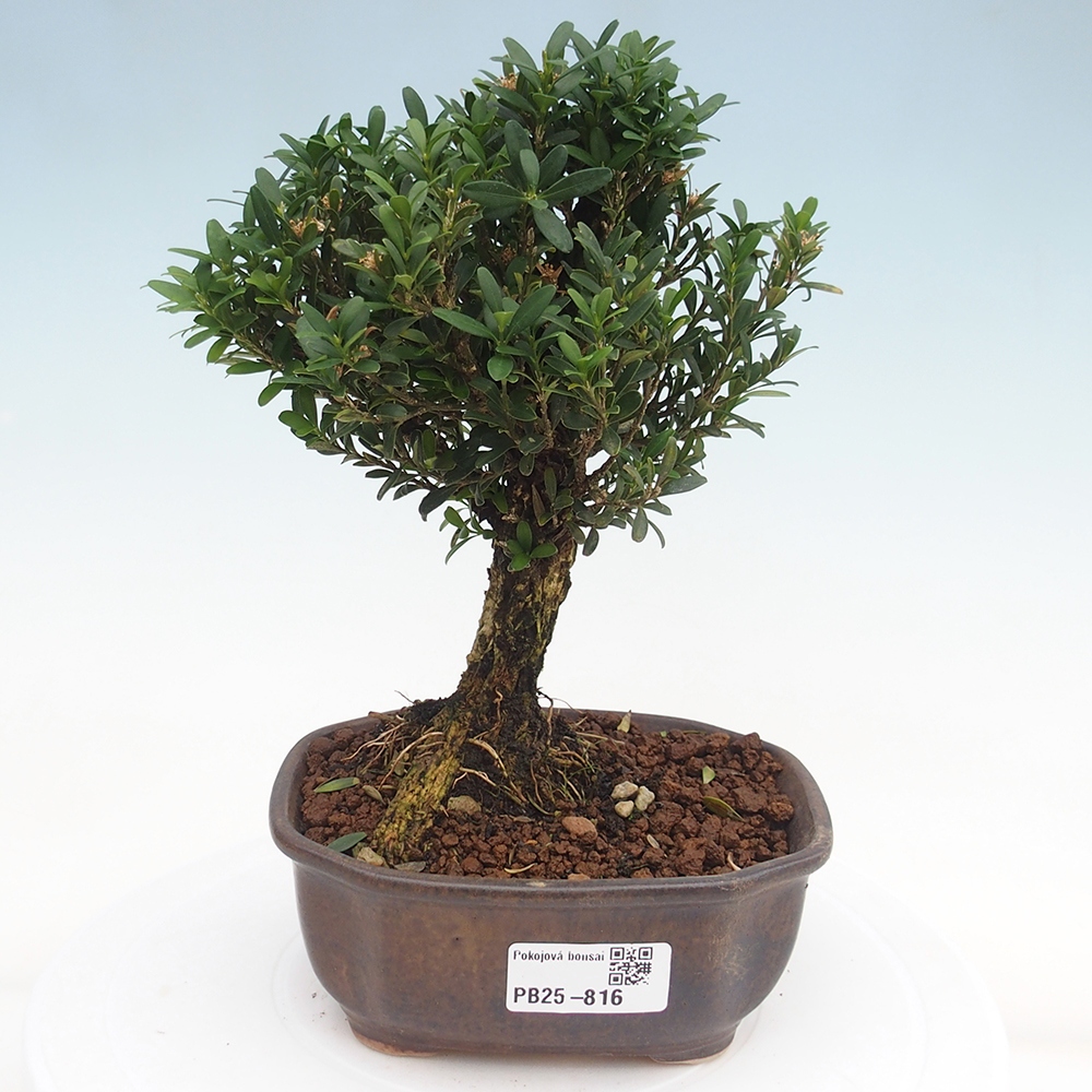 Zimmerbonsai - Buxus harlandii - Korkbuchsbaum