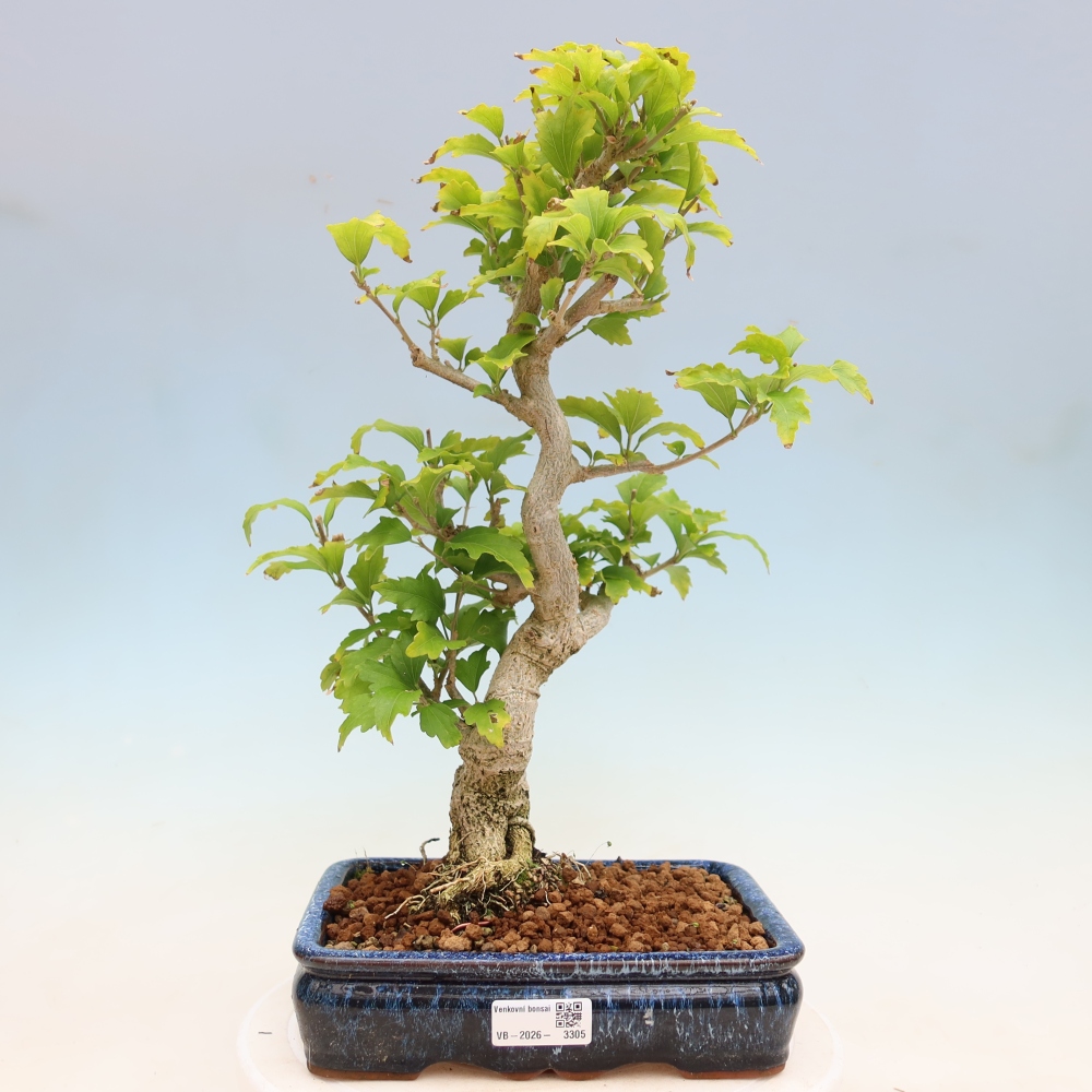 Bonsai für den Außenbereich – Hibiscus syriacus – Syrischer Hibiskus