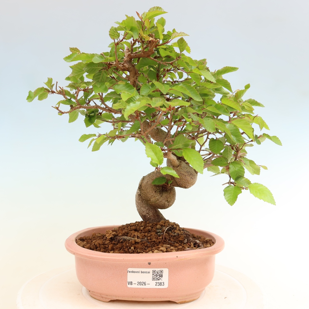 Bonsai für draußen - Karpinus Coreana - Koreanische Hainbuche