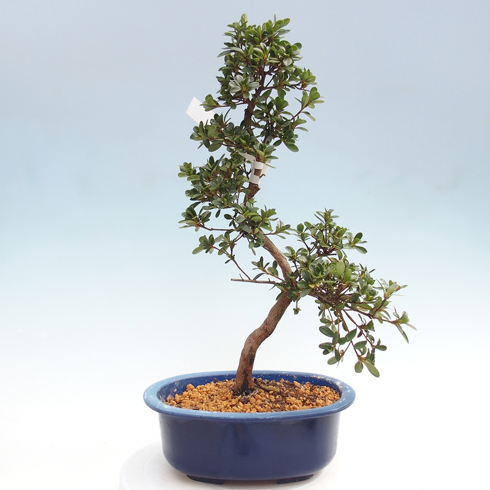 Bonsai für draußen - Japanische Azalee - Azalee Tamaori-no-Haru