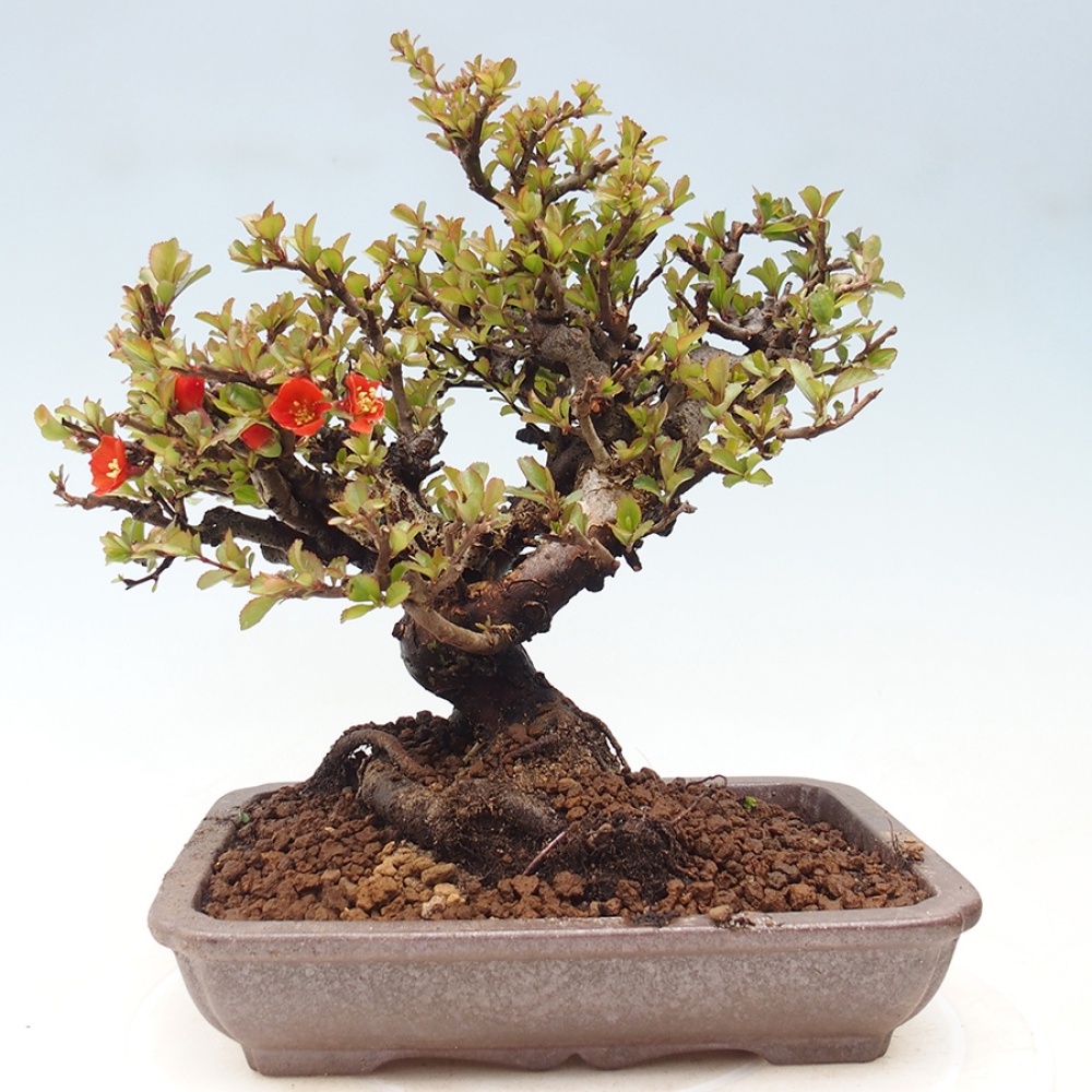 Bonsai für draußen - Chaneomeles speciosa - Quitte