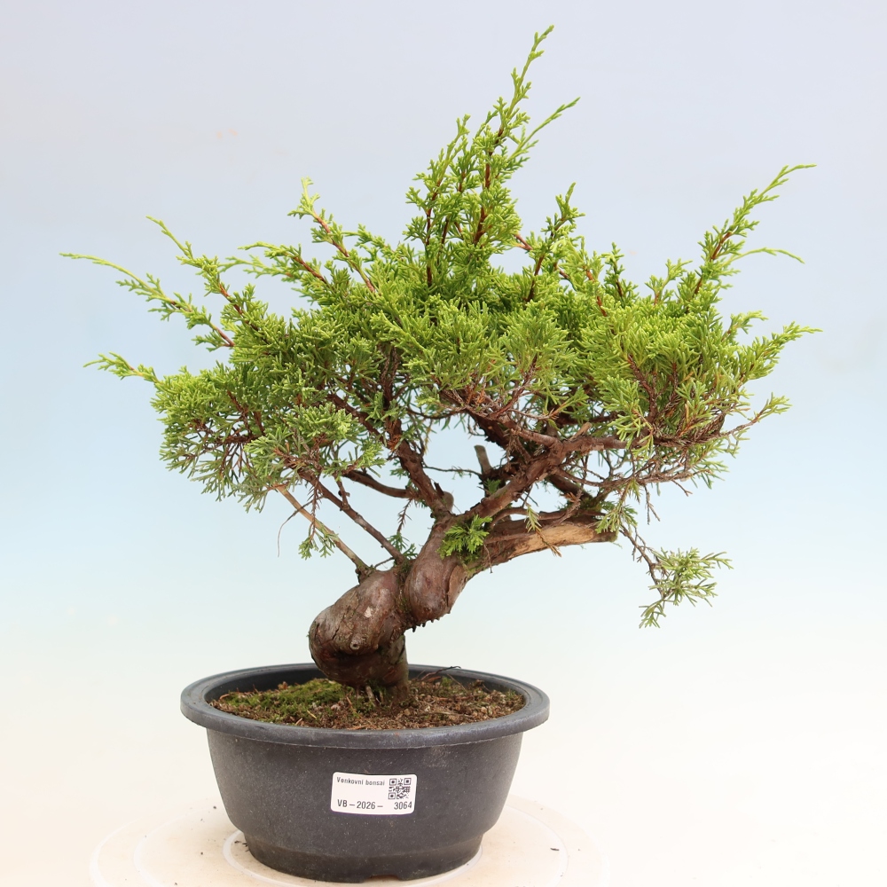 Bonsai für draußen - Juniperus chinensis Itoigawa-Juniperus chinensis