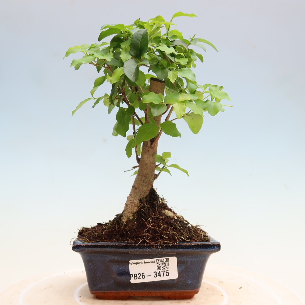 Zimmer Bonsai -Ligustrum chinensis - Vogelschnabel