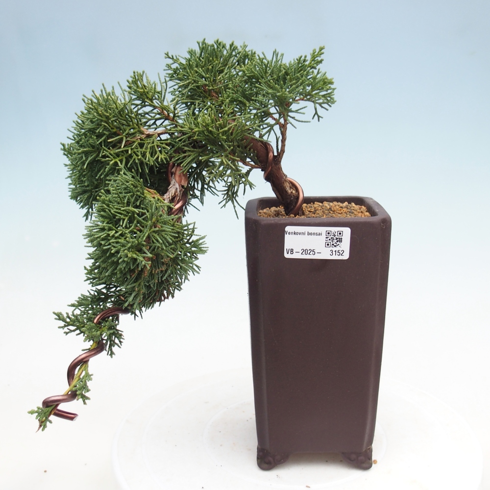 Bonsai im Freien - Juniperus chinensis Kishu - Chinesischer Wacholder