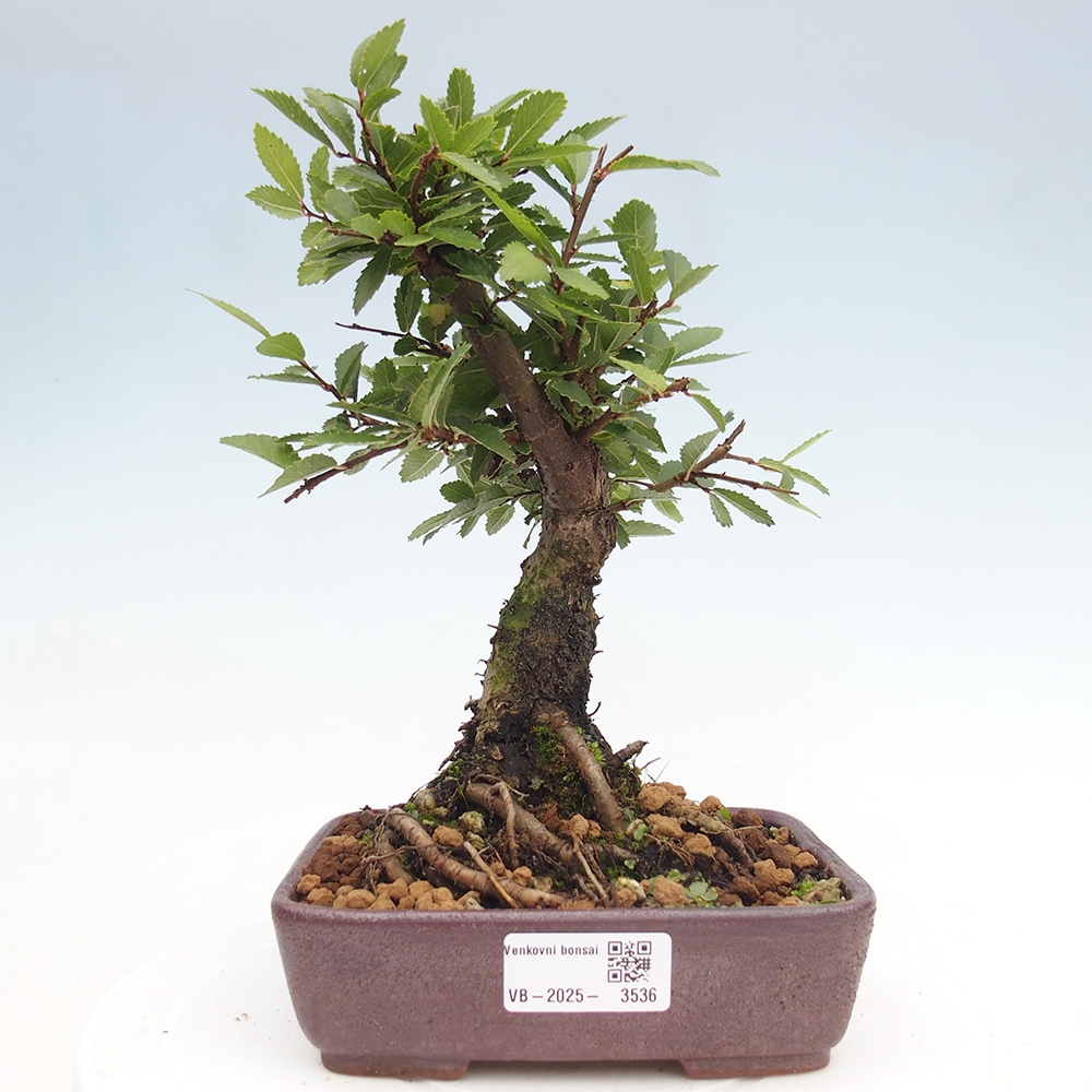 Bonsai im Freien - Zelkova - Zelkova NIRE