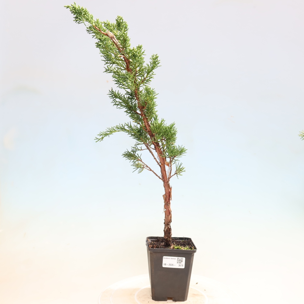 Bonsai für draußen - Juniperus chinensis Kishu