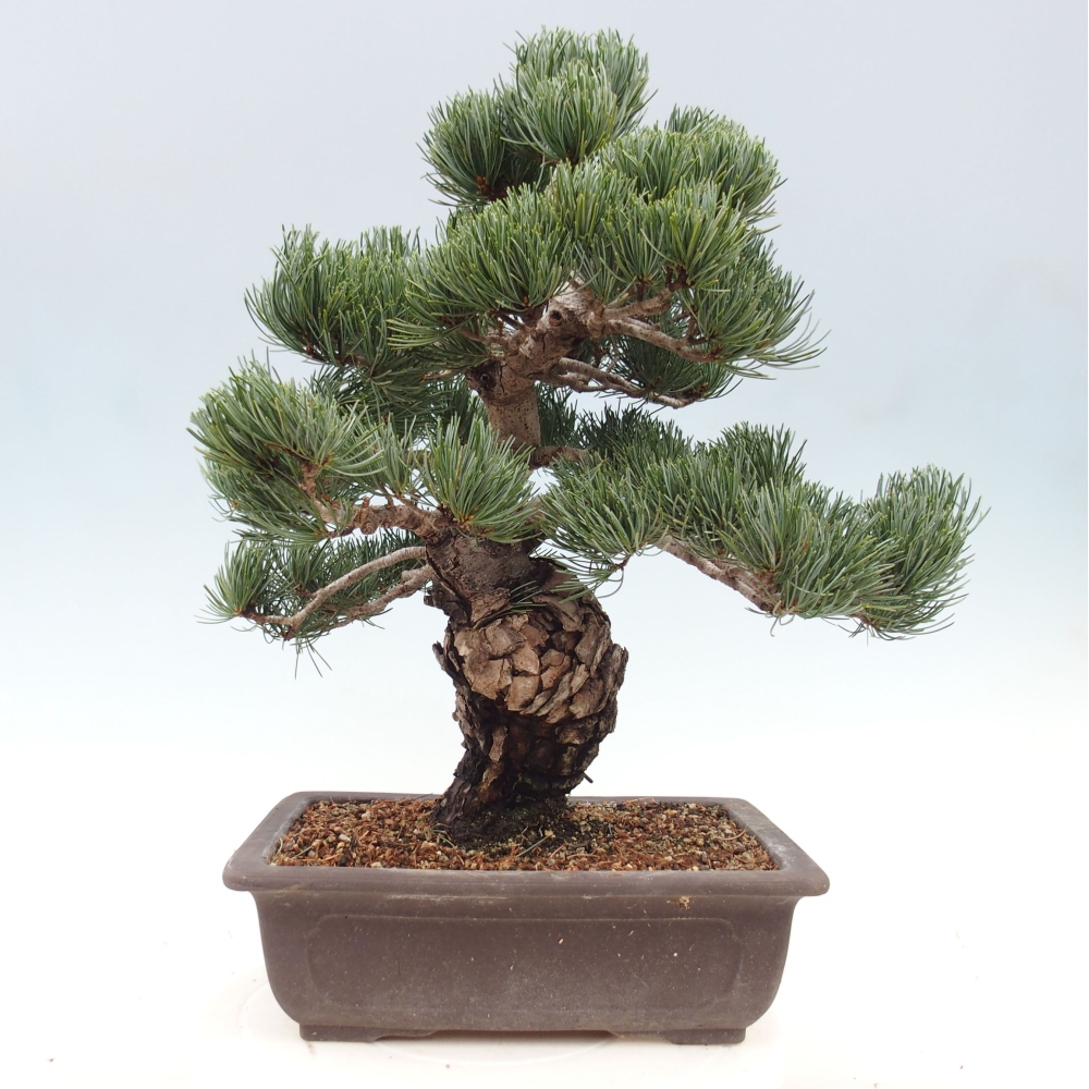 Bonsai im Freien - Pinus parviflora - kleine Kiefer