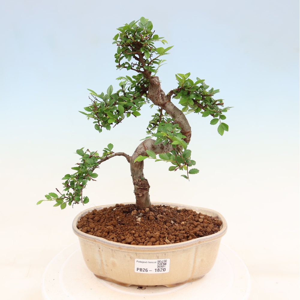 Zimmerbonsai - Ulmus parvifolia - Kleinblättrige Ulme