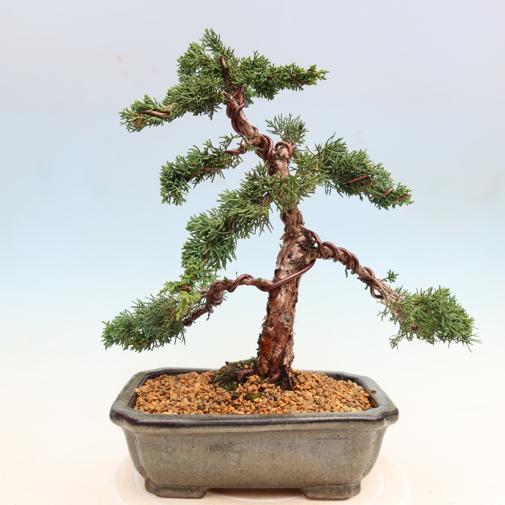 Bonsai für draußen - Juniperus chinensis Kishu