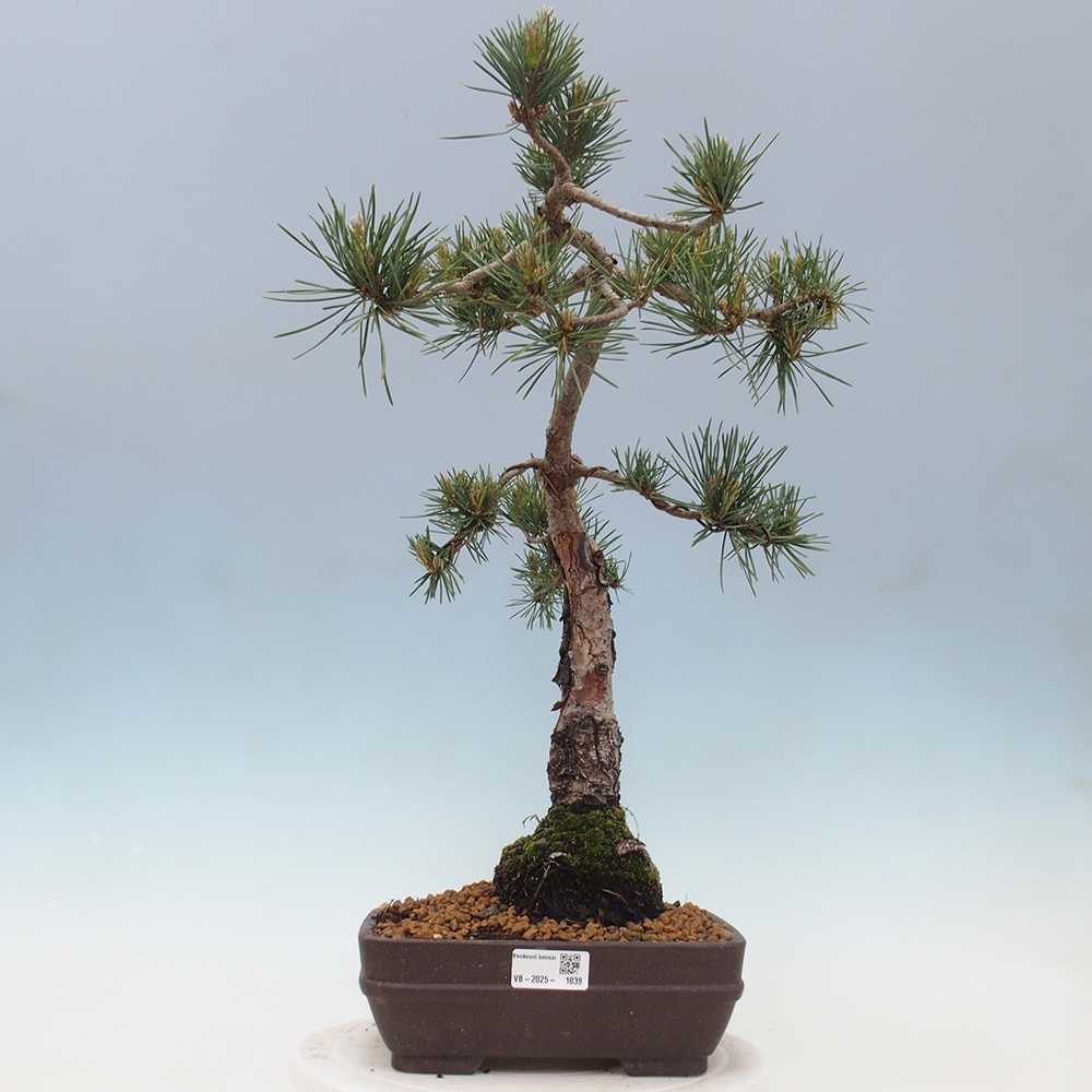 Bonsai im Freien - Pinus Sylvestris - Waldkiefer