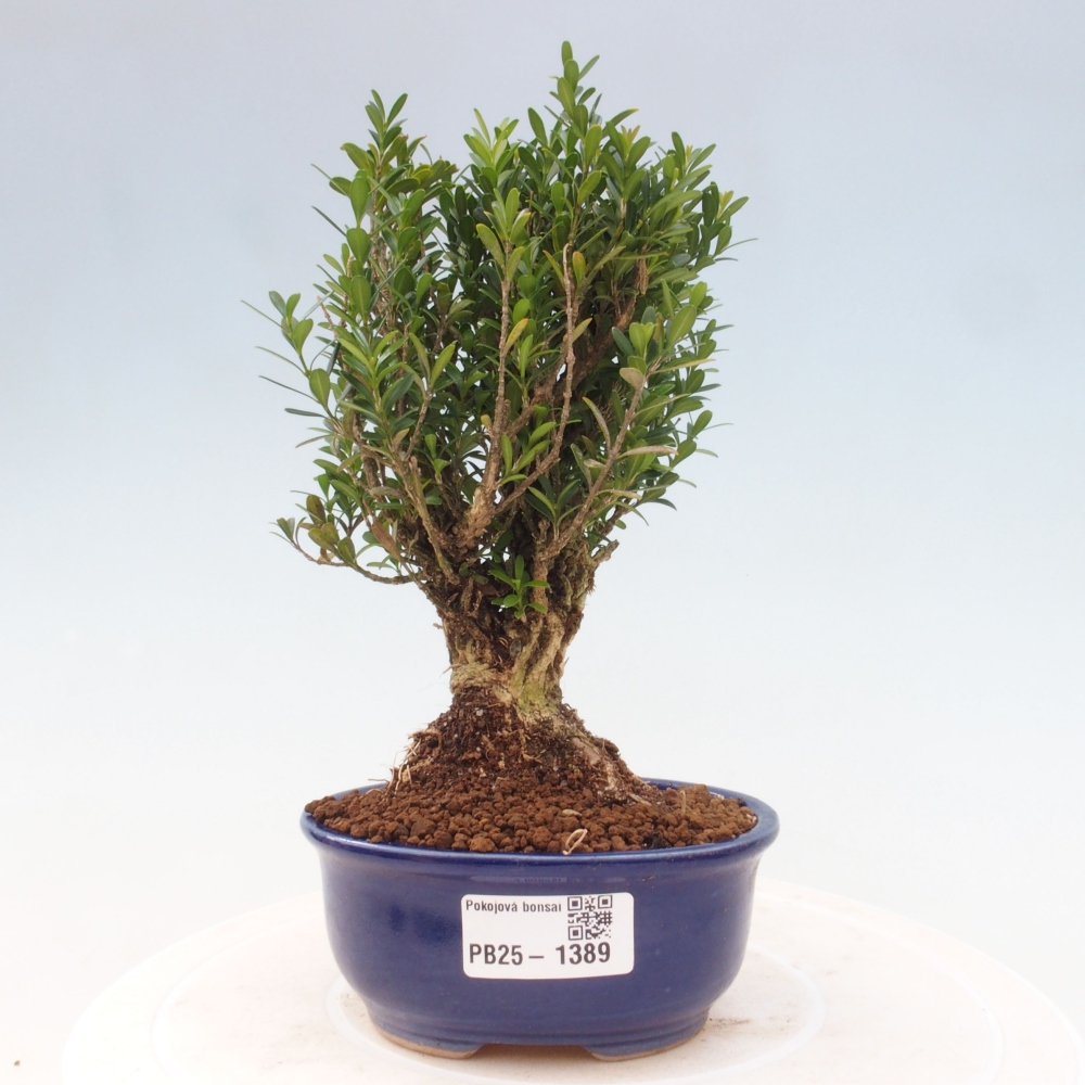 Zimmerbonsai - Buxus harlandii - Korkbuchsbaum