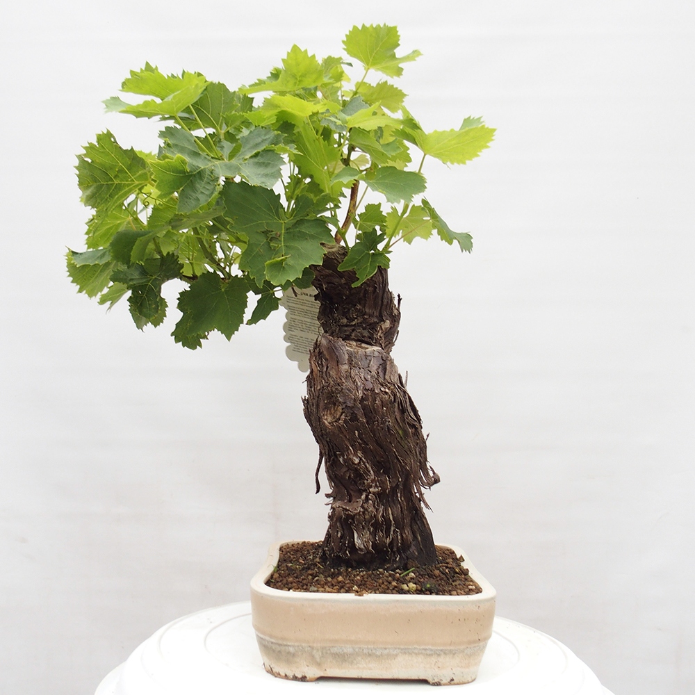 Bonsai im Freien - Vitis vinnifera MUSKAT ITALIA  - Weinrebe