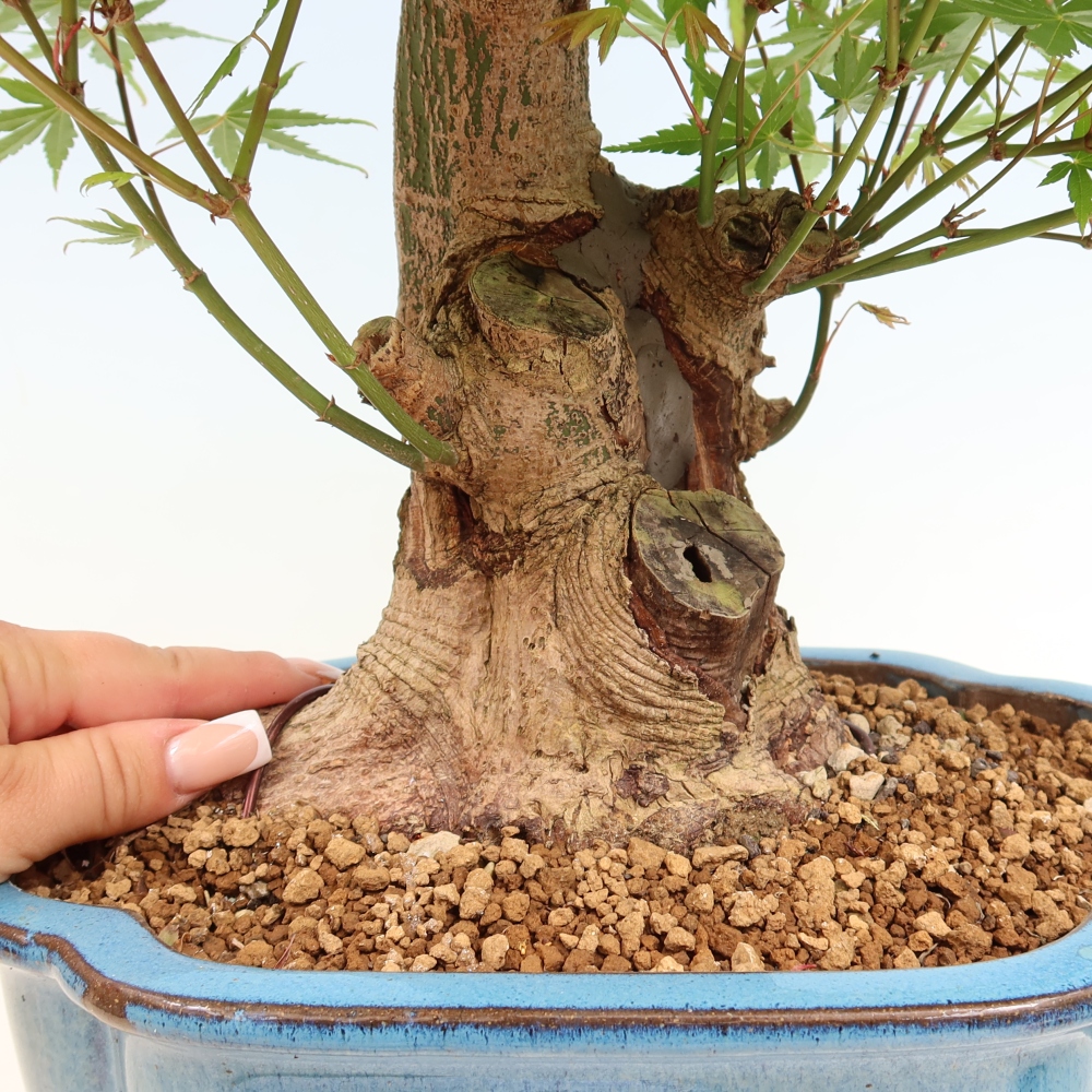 Bonsai für draußen - Ahorn Burger - Acer Burgerianum