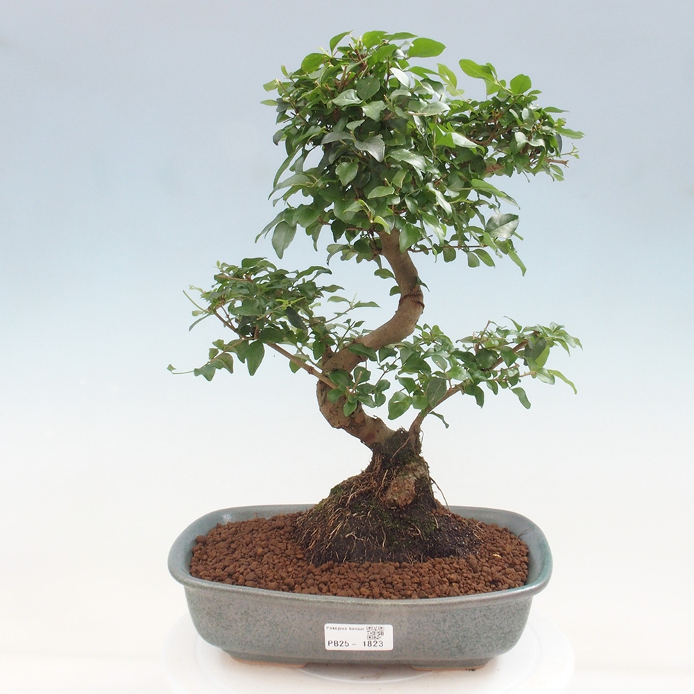 Zimmerbonsai -Ligustrum chinensis - Liguster