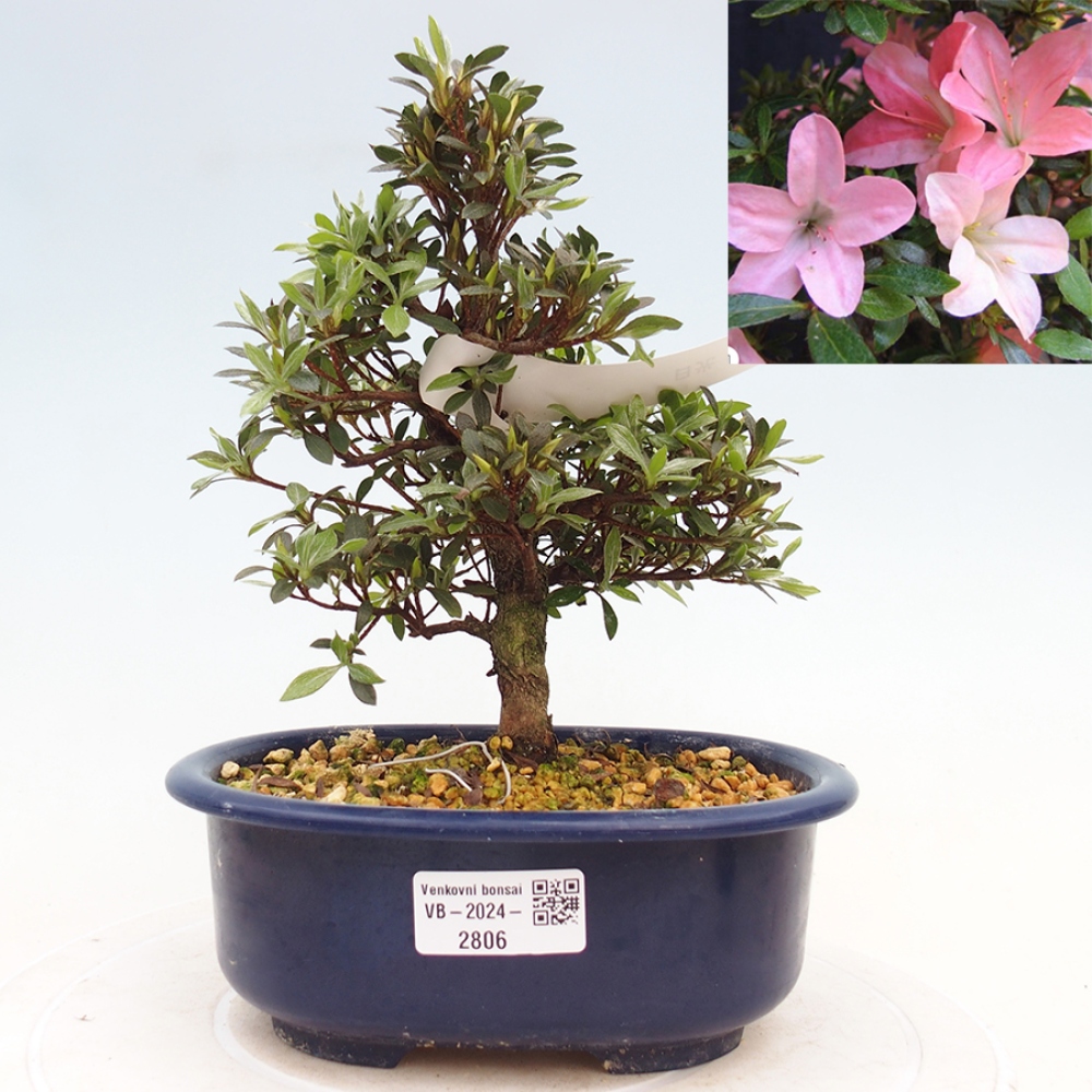 Bonsai im Freien - Japanische Azalee - Azalea Nikko
