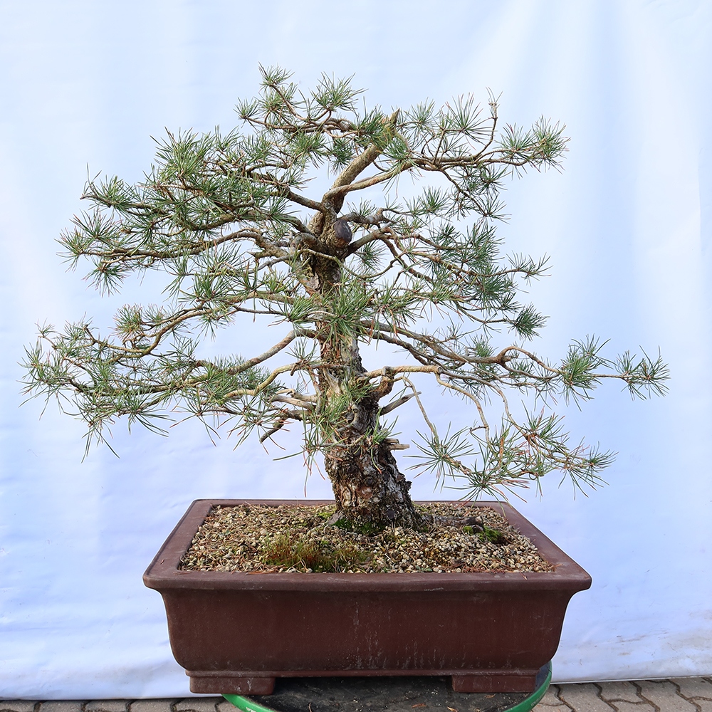 Pinus sylvestris Spanien – Waldkiefer