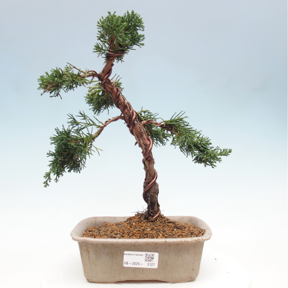 Bonsai im Freien - Juniperus chinensis Kishu - Chinesischer Wacholder