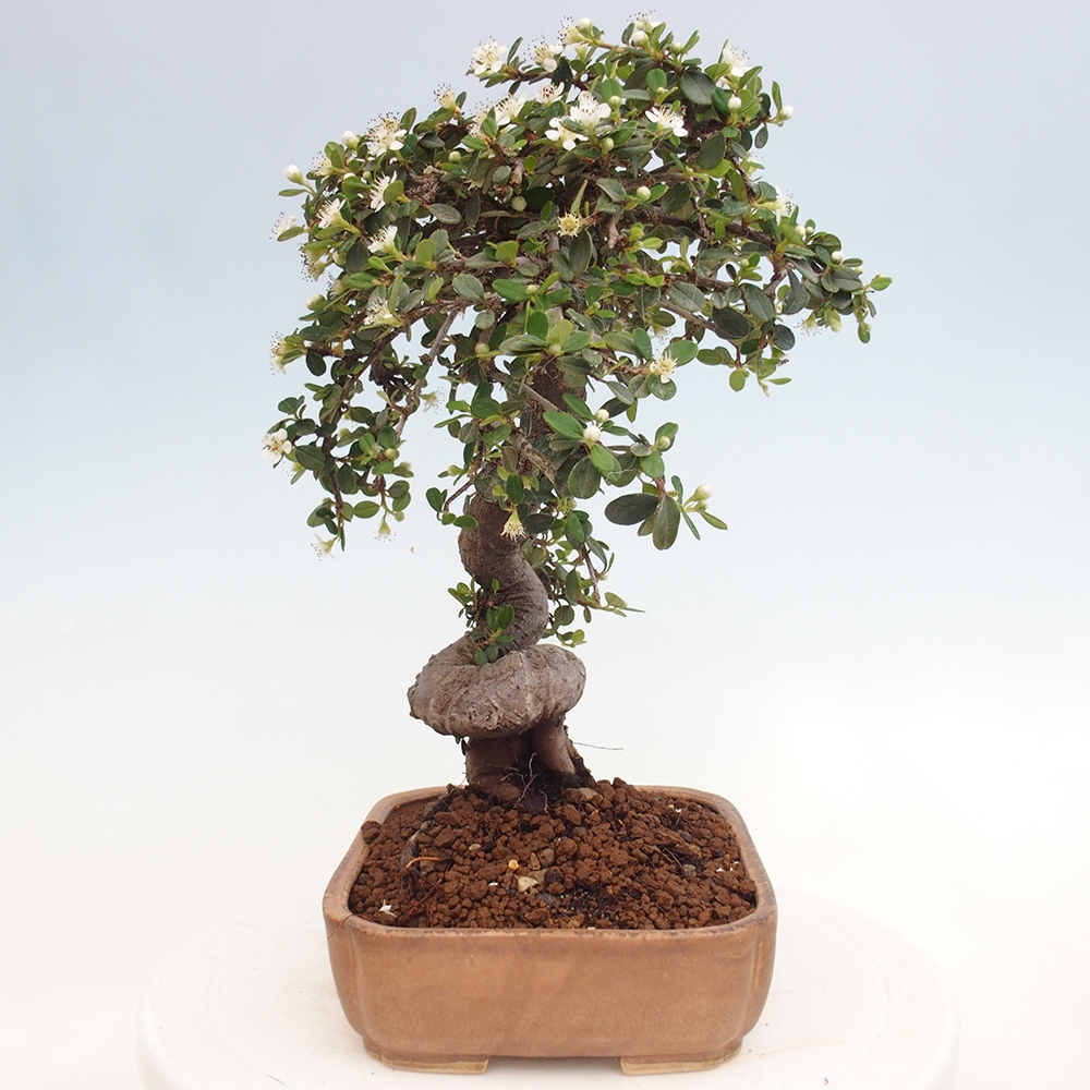 Outdoor-Bonsai-Cotoneaster dammeri - Rock Damer