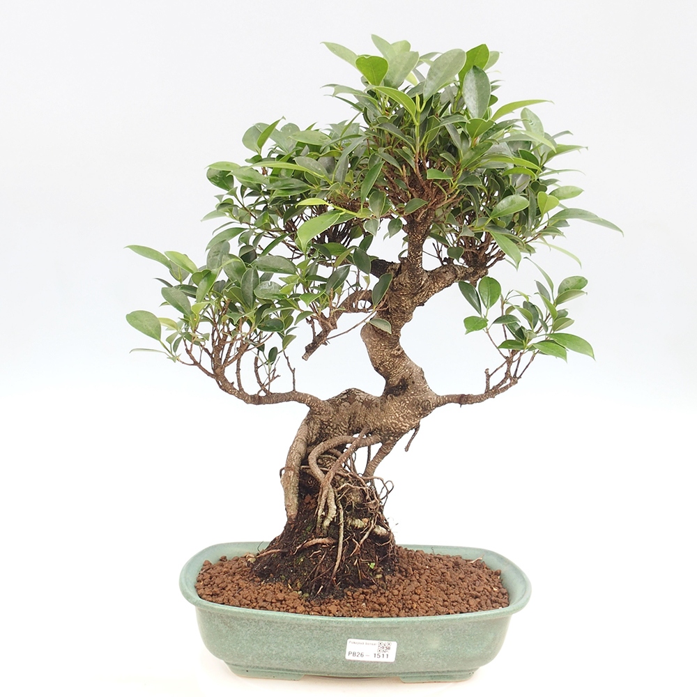 Zimmerbonsai - Ficus kimmen - Kleinblättriger Ficus