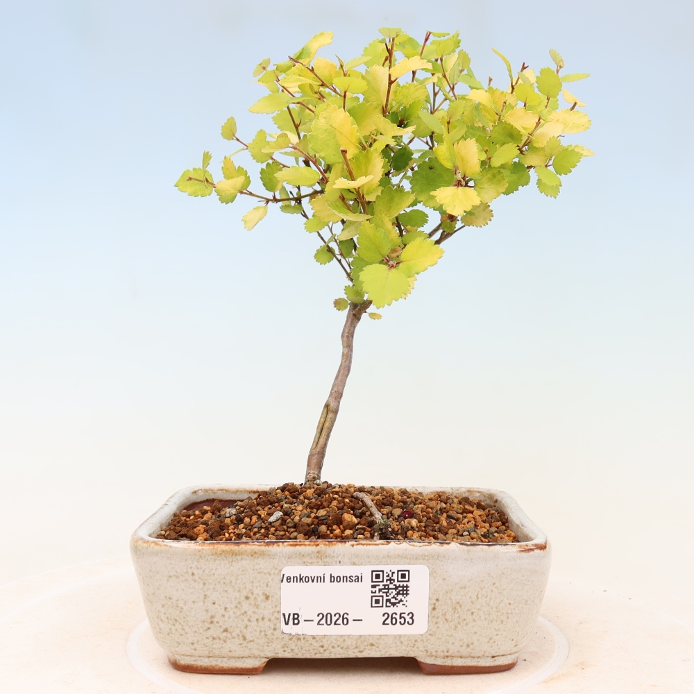 Bonsai für den Außenbereich – Zwergbirke – Betula NANA Golden Treasure