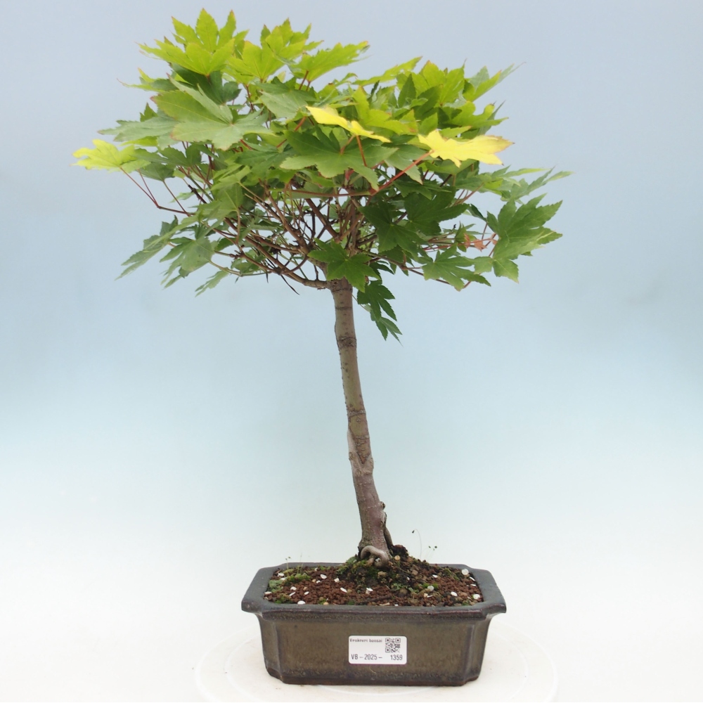 Bonsai im Freien - Ahorn palmatum katsura GISAN - Ahorn palmat