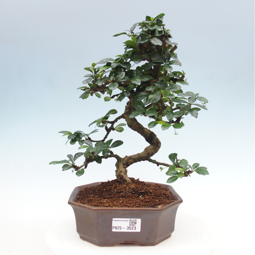 Zimmer-Bonsai - Carmona macrophylla - Tee-Fuki