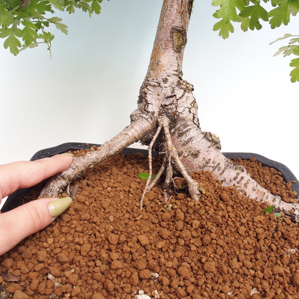 Bonsai im Freien - Weißdorn - Crataegus monogyna