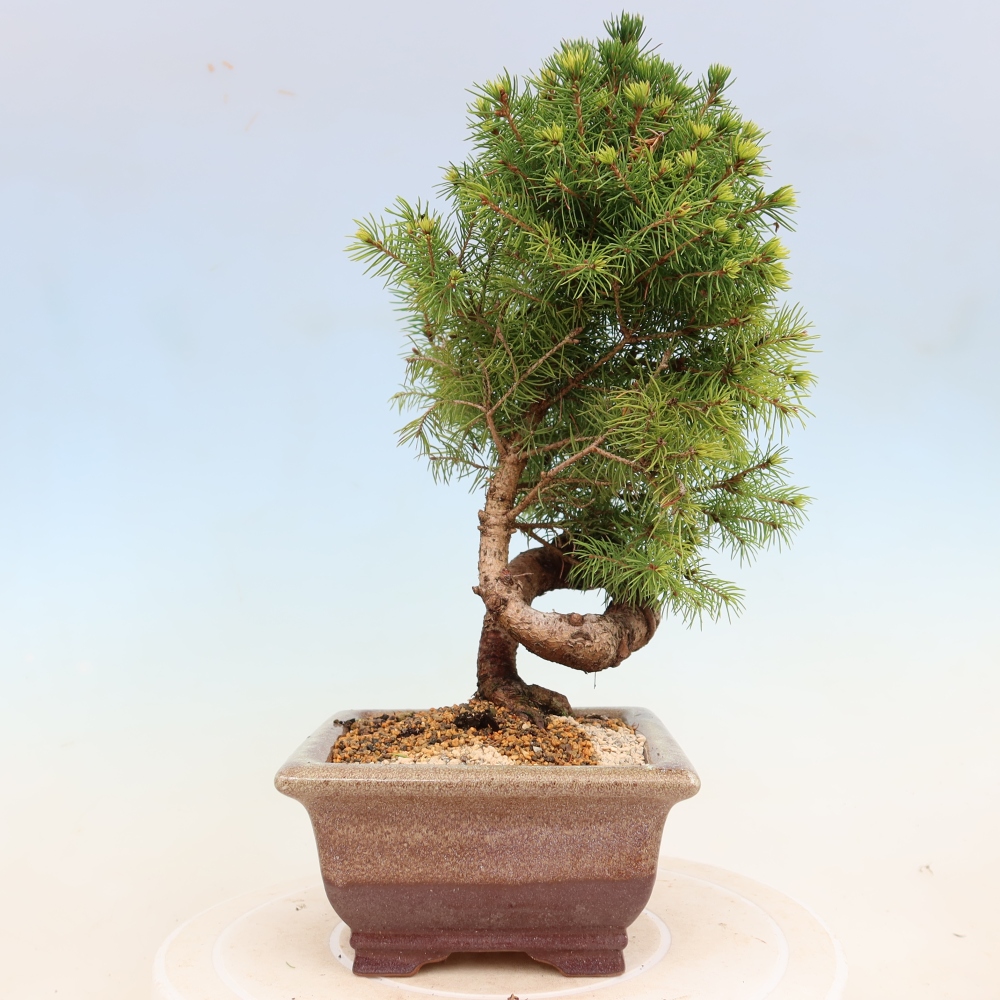 Bonsai für draußen - Fichte - Picea glauca globe