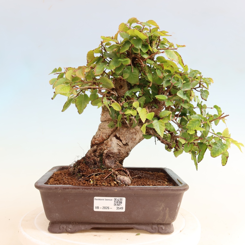 Bonsai für draußen -Carpinus CARPINOIDES - Koreanische Hainbuche