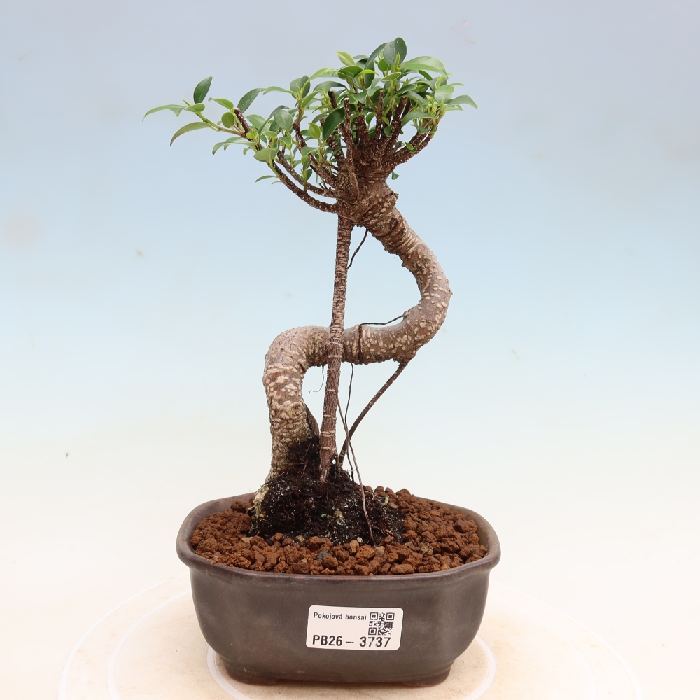 Zimmerbonsai - Ficus kimmen - Kleinblättriger Ficus