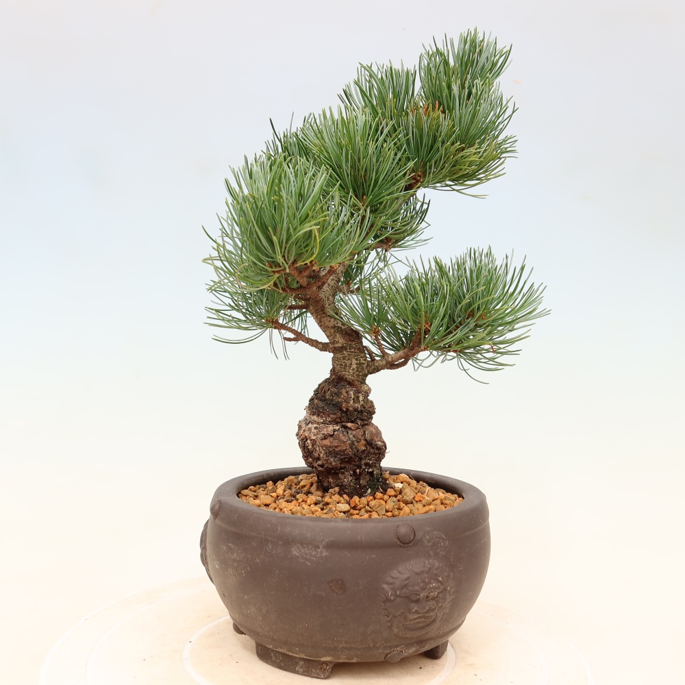 Bonsai für draußen - Pinus parviflora - Pinus parviflora