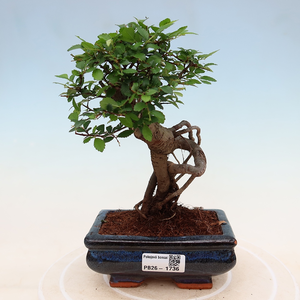 Zimmerbonsai - Ulmus parvifolia - Kleinblättrige Ulme