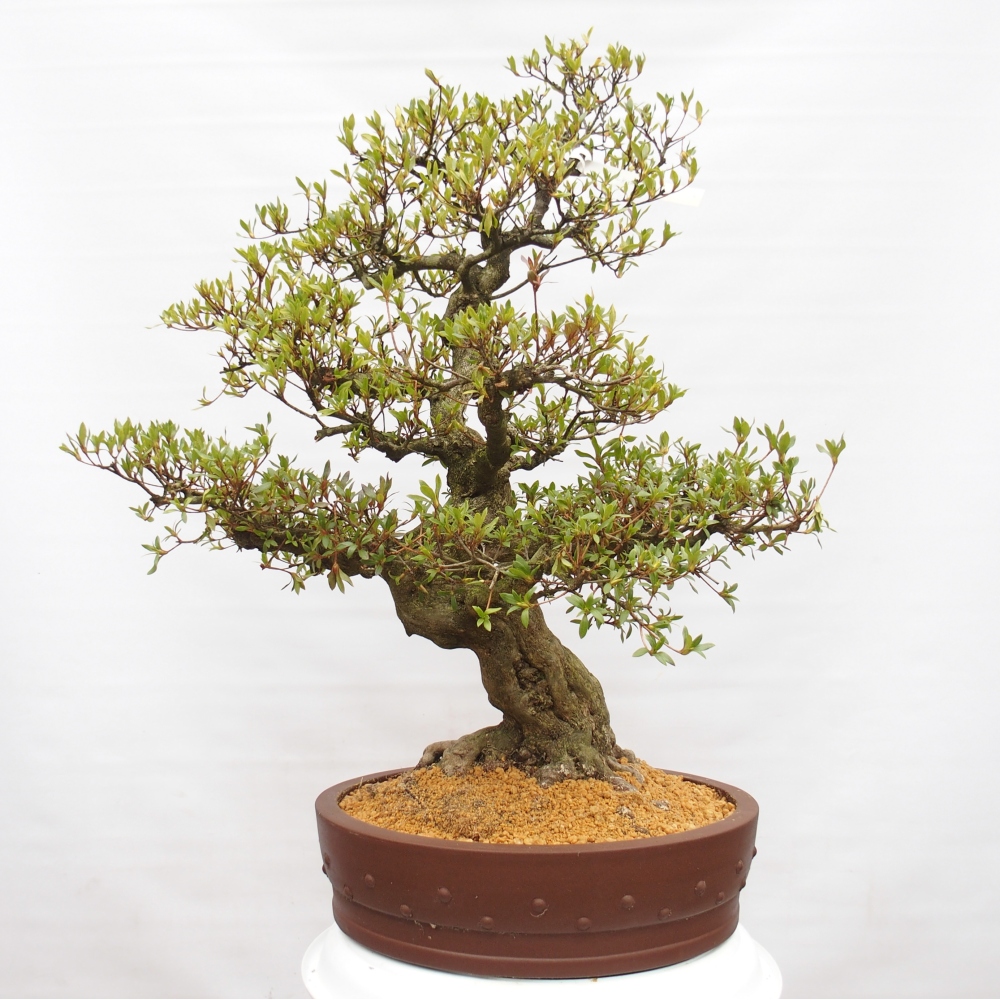 Bonsai für draußen - Japanische Azalee - Azalee Kotobukietsu
