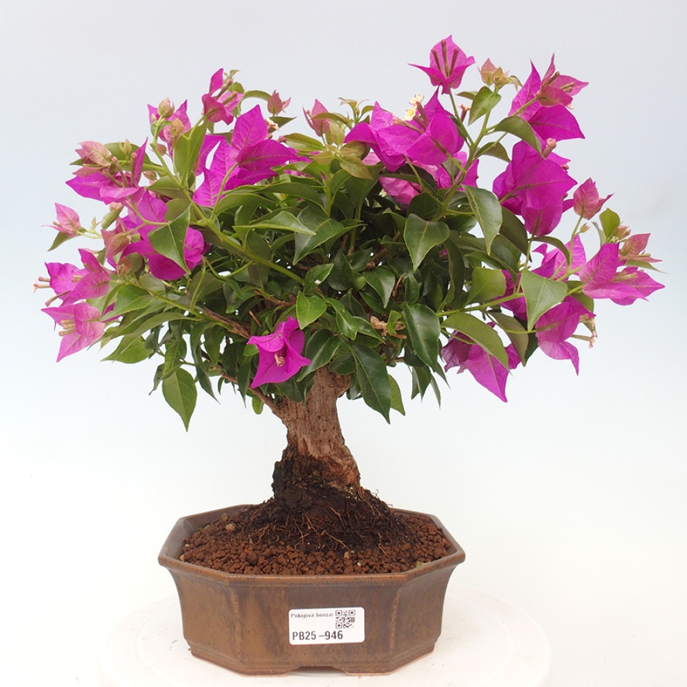 Indoor Bonsai - Bouganwilea