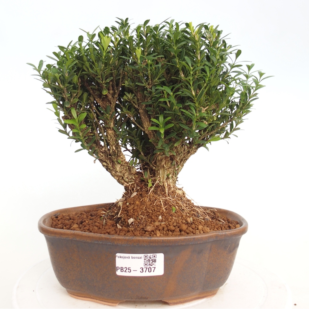 Innenbonsai - Buxus harlandii - Korkbuchsbaum