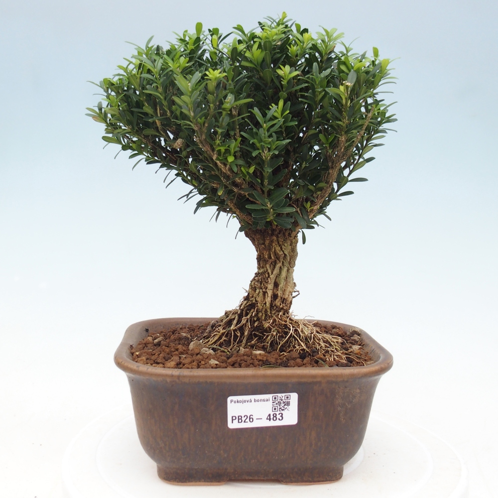 Zimmer Bonsai - Buxus harlandii - Korkbuxus
