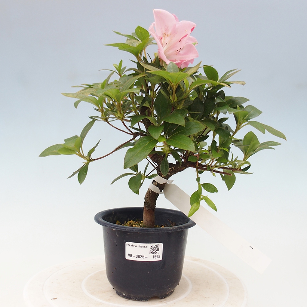 Bonsai im Freien - Japanische Azalee - Azalea Saien