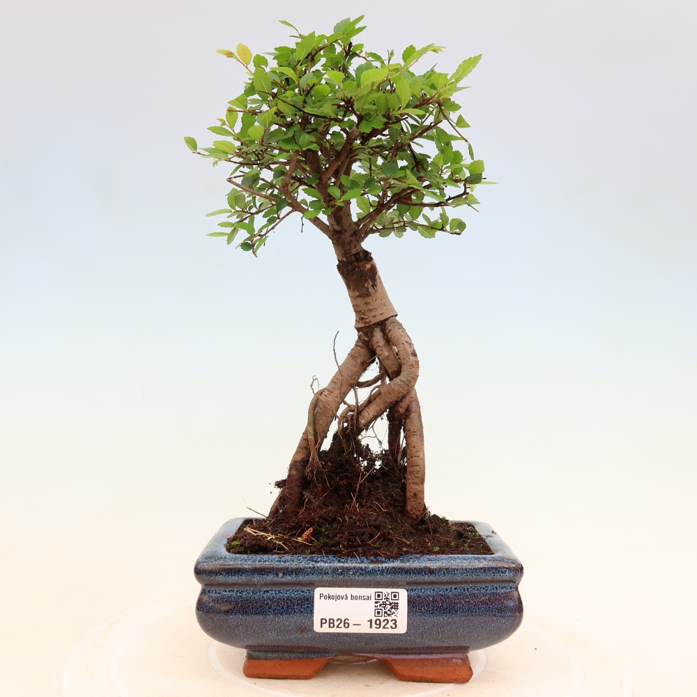 Zimmerbonsai - Ulmus parvifolia - Kleinblättrige Ulme