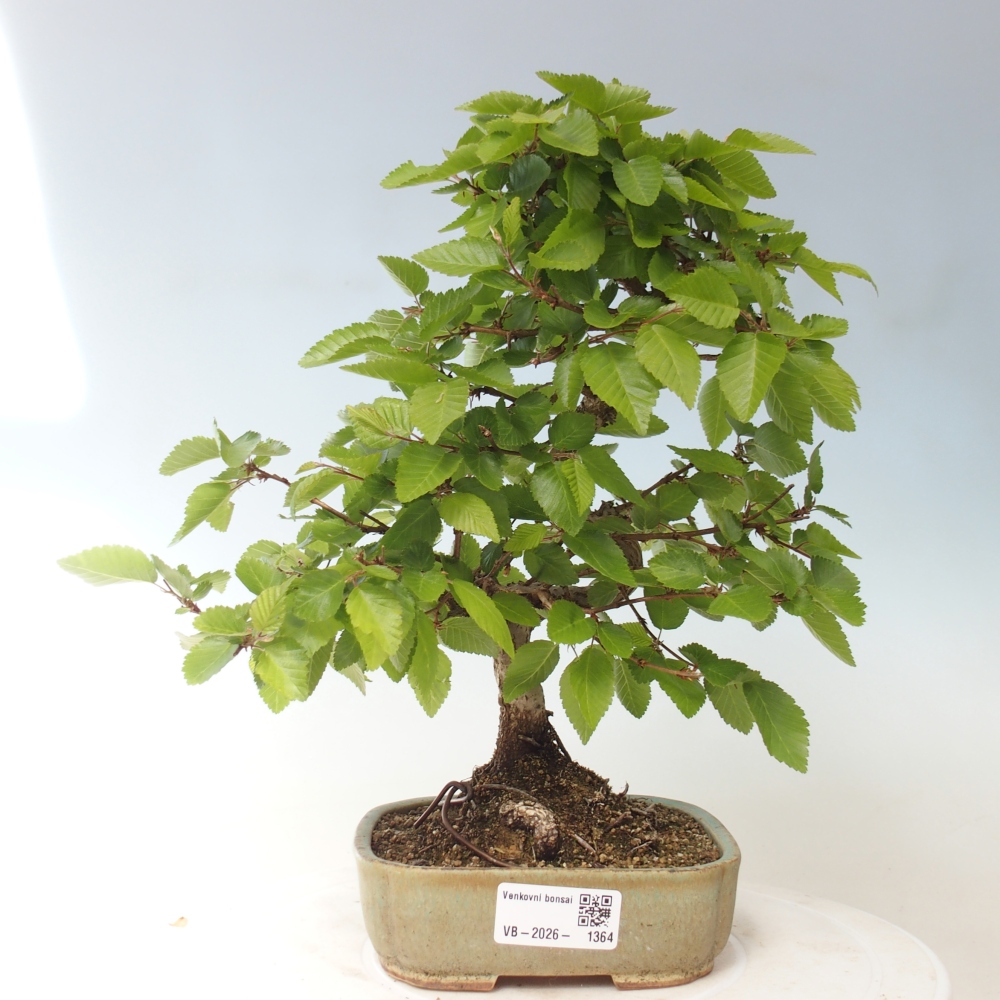 Bonsai für draußen -Carpinus CARPINOIDES - Koreanische Hainbuche