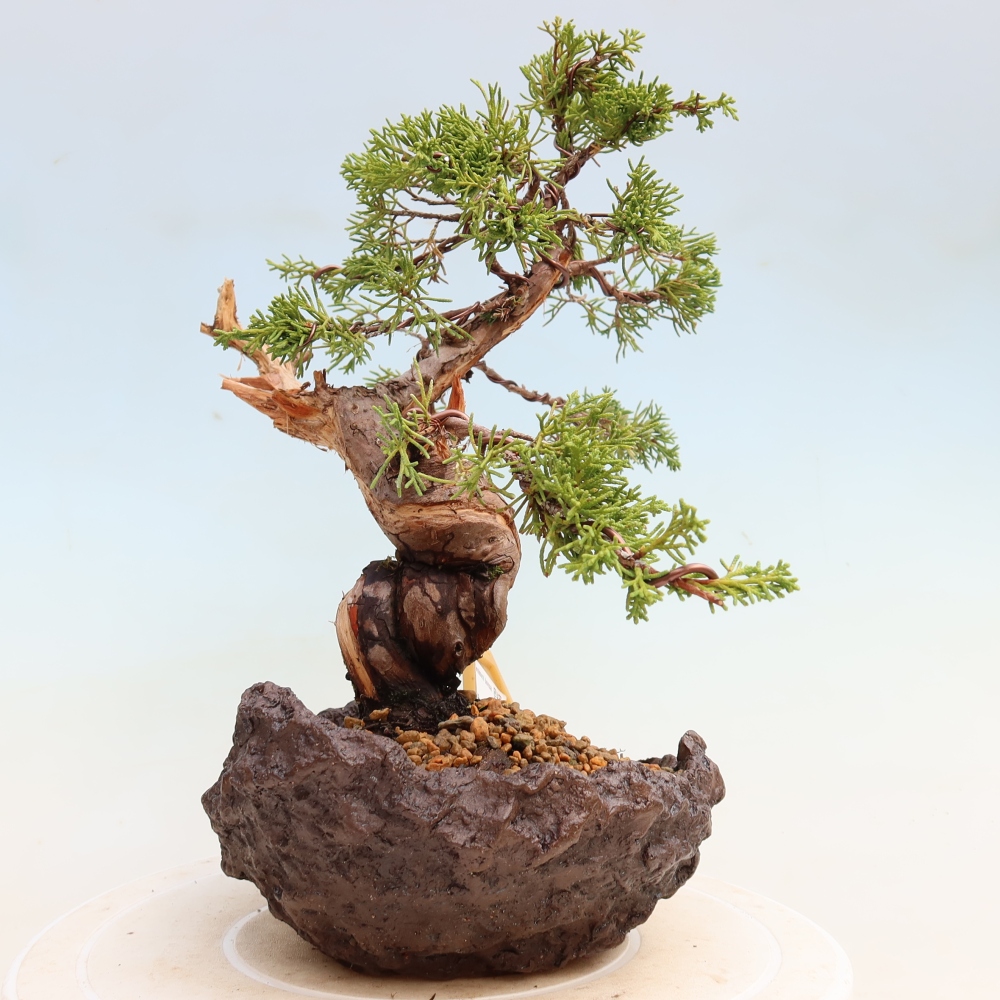 Bonsai für draußen - Juniperus chinensis Itoigawa-Juniperus chinensis